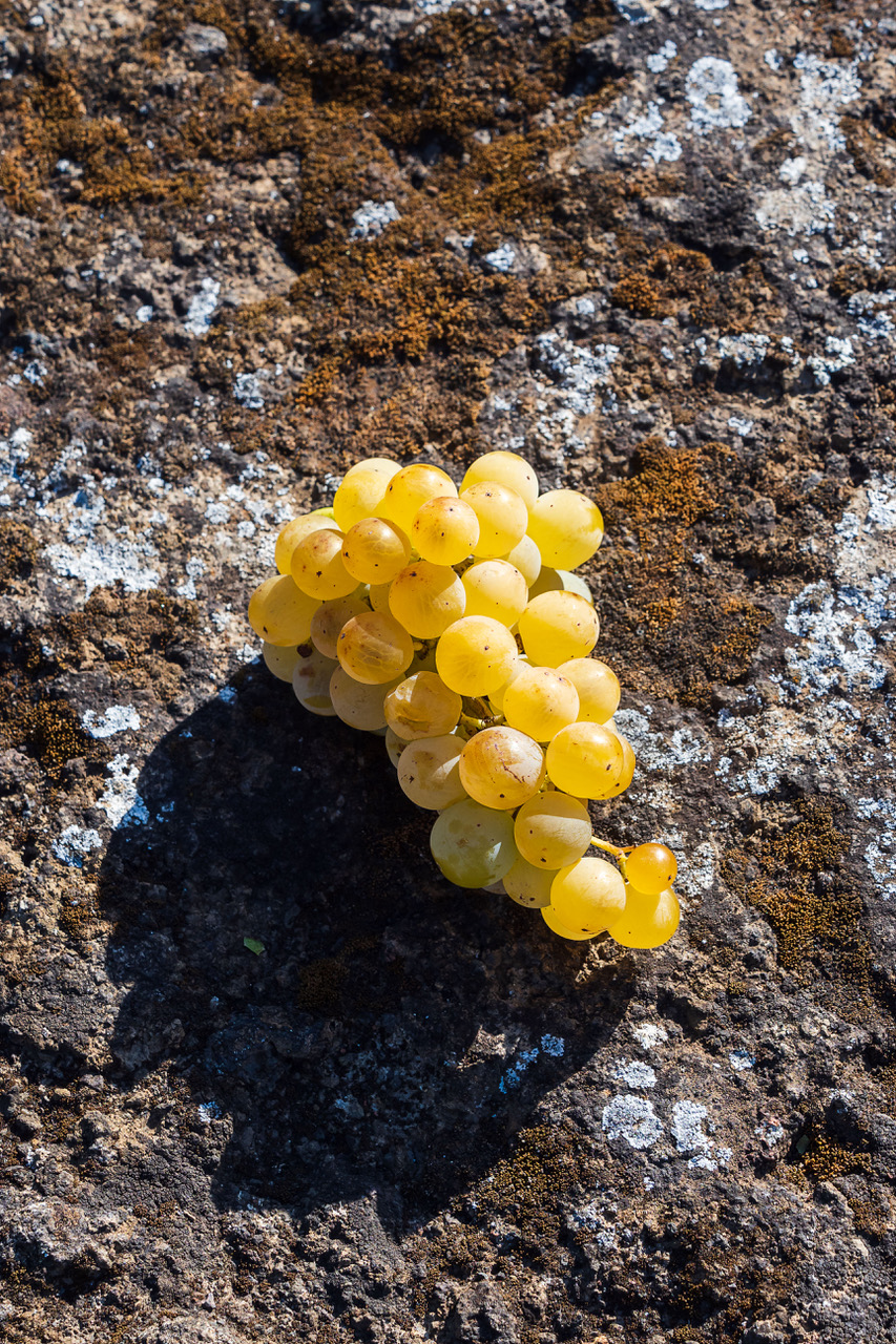 A grape from Monte Trigona